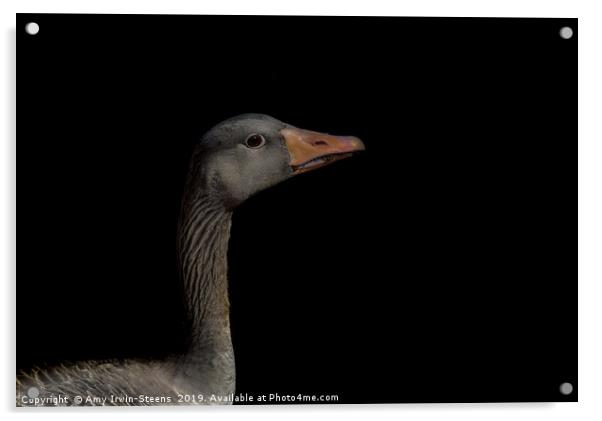 Greylag Goose Acrylic by Amy Irwin-Steens