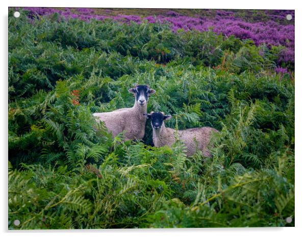 Ewe and lamb Acrylic by gary telford