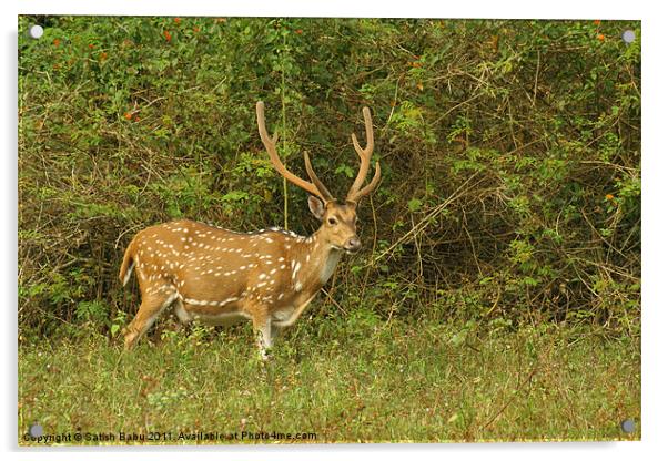 Spotted Deer Acrylic by Satish Babu
