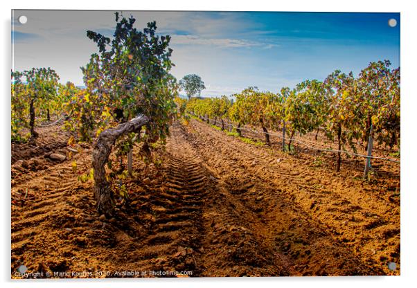 Vineyard plantation foreground. Cuellar. segovia Castile and Leon. Spain Acrylic by Mario Koufios