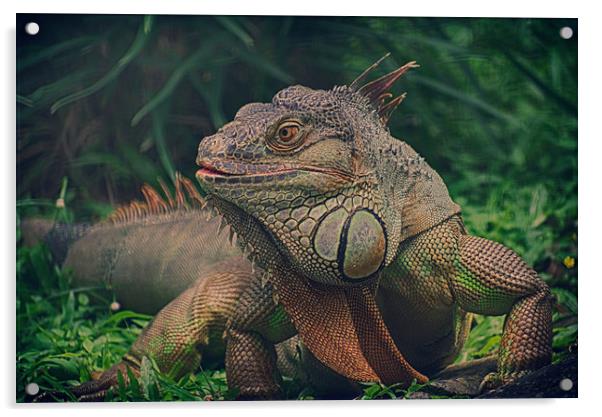 Green Iguana Acrylic by Mohamed Safeek S
