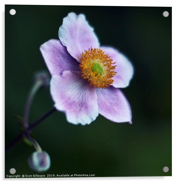 Japanese Anemone Acrylic by Scot Gillespie