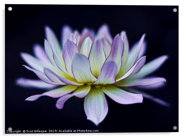 Water lily dahlia  Acrylic by Scot Gillespie