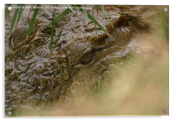 Eye of the crocodile Acrylic by Andy Hillman