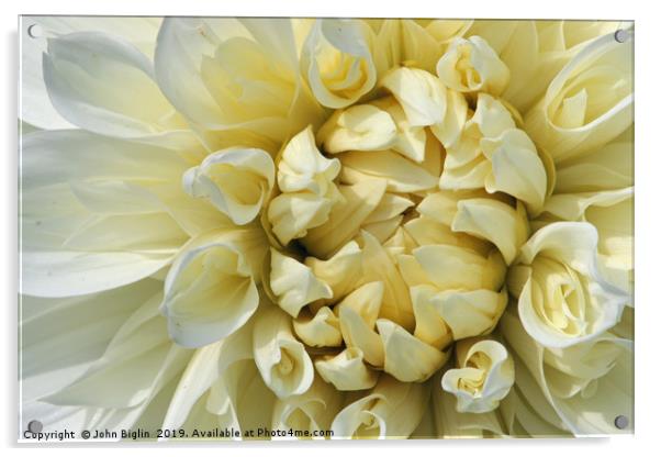 White Dahlia flower close up Acrylic by John Biglin