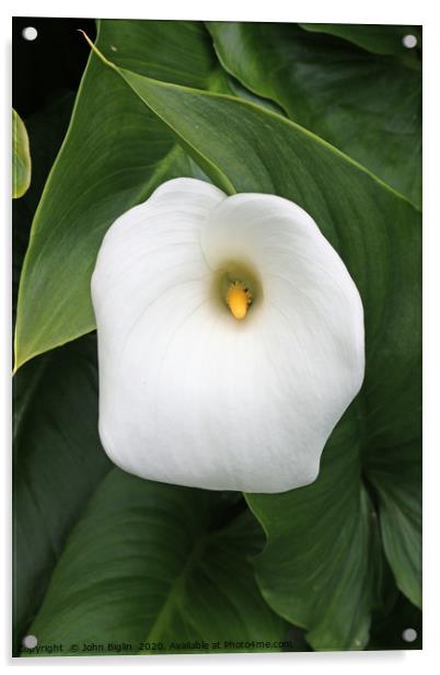 White arum lily flower Acrylic by John Biglin