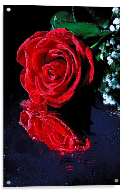 Red rose reflection Acrylic by Martin Smith