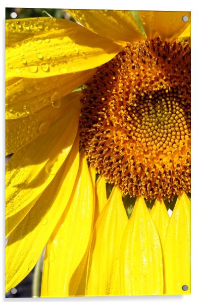 Sunny sunflower Acrylic by Martin Smith