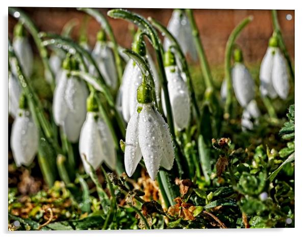 Winter snowdrops Acrylic by Martin Smith