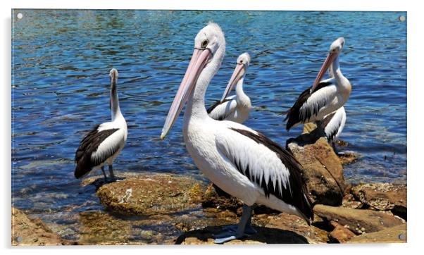 Australian Pelicans Acrylic by Martin Smith