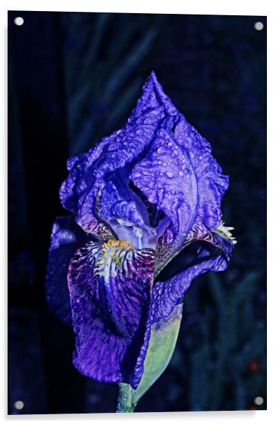 Blue flag Iris Acrylic by Martin Smith