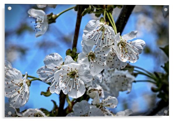 Cherry blossom Acrylic by Martin Smith