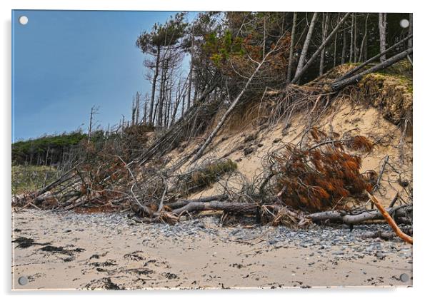 Newborough beach coastal erosion Acrylic by Kevin Smith