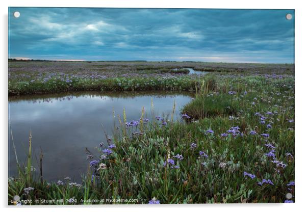 Wild flower display on the salt marsh Acrylic by Stuart Hill