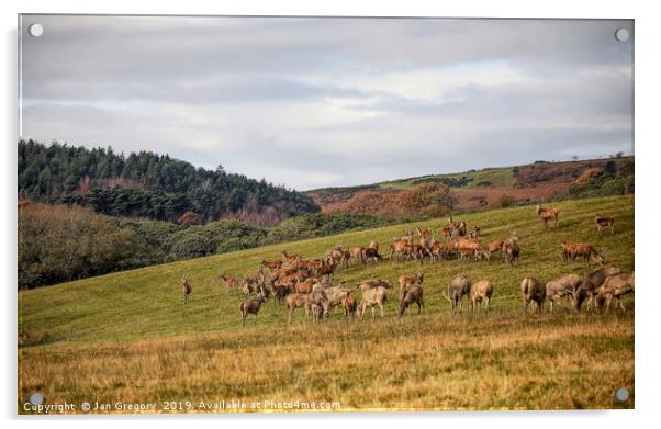 Welsh Deer Acrylic by Jan Gregory