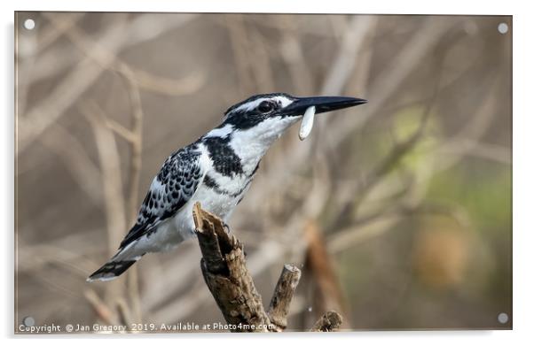 Pied Kingfisher Acrylic by Jan Gregory