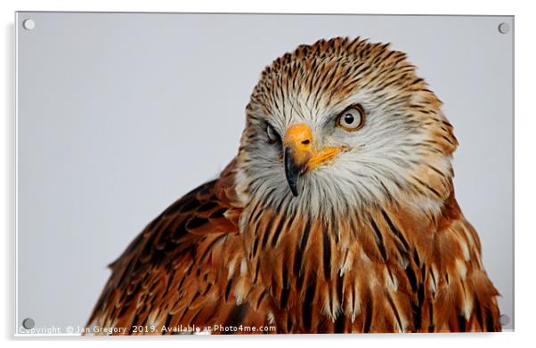 Golden Eagle Acrylic by Jan Gregory
