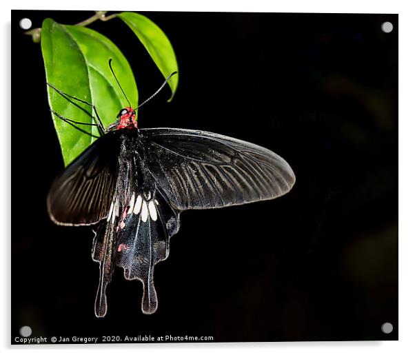 Swallowtail Butterfly Acrylic by Jan Gregory