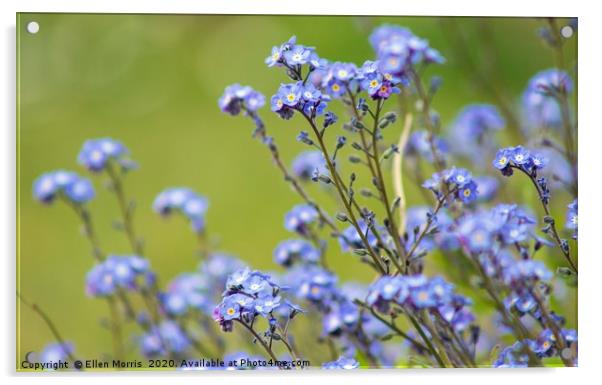 Forget-Me-Nots Acrylic by Ellen Morris