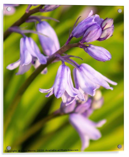 Beautiful Bluebells Acrylic by Ellen Morris