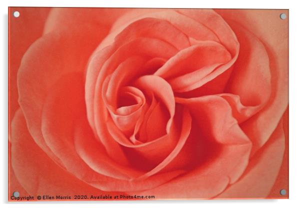 Macro Rose Acrylic by Ellen Morris