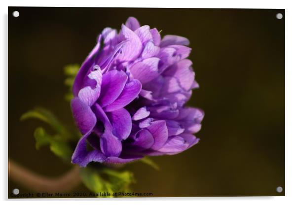Purple Flower Acrylic by Ellen Morris