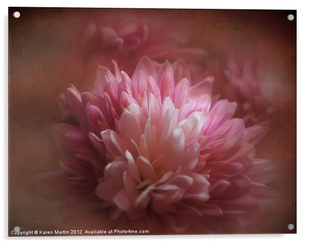 Pink Chrysanthemums Acrylic by Karen Martin