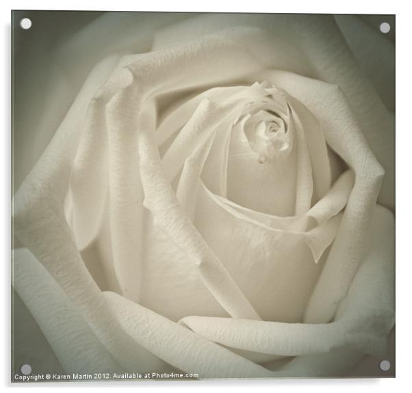 Soft White Rose Acrylic by Karen Martin