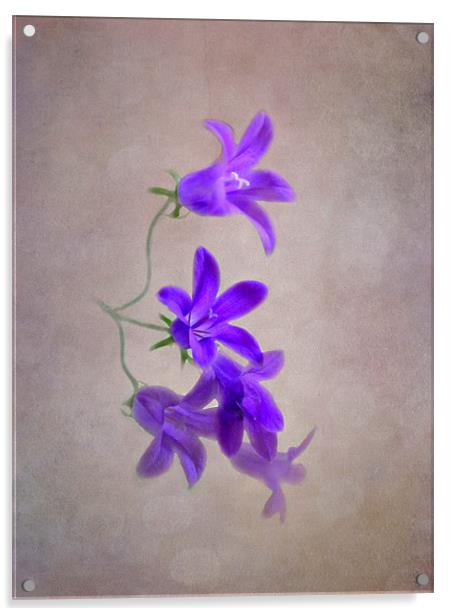 Campanula Acrylic by Karen Martin