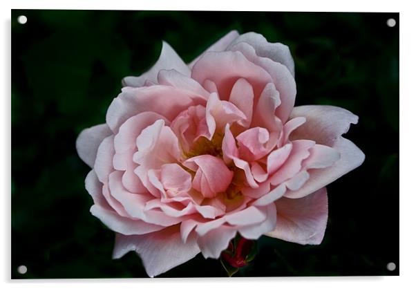Open Pink Rose Acrylic by Karen Martin