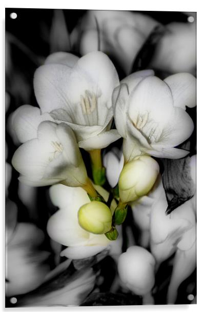 White Freesia Acrylic by Karen Martin
