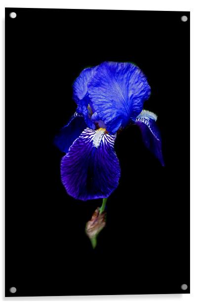 Blue Bearded Iris Acrylic by Karen Martin