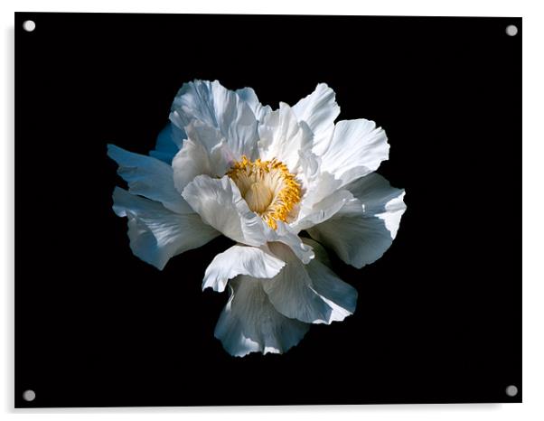 White Flower Acrylic by Karen Martin