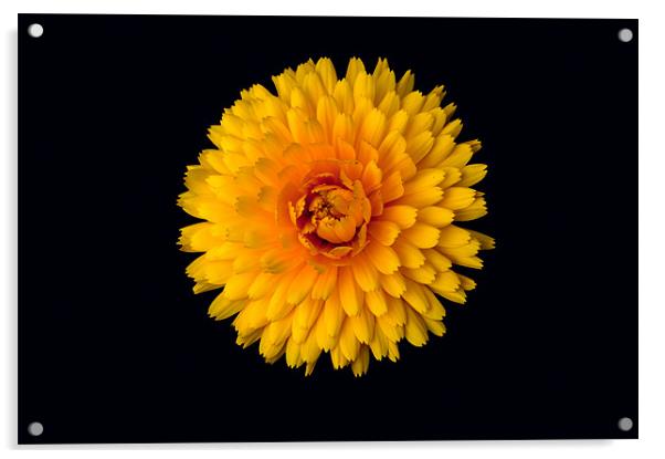 Marigold on Black Acrylic by Karen Martin