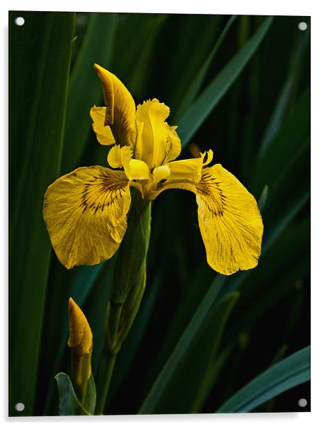 Yellow Iris Acrylic by Karen Martin