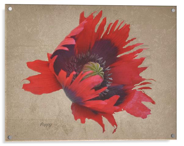 Textured Poppy Acrylic by Karen Martin