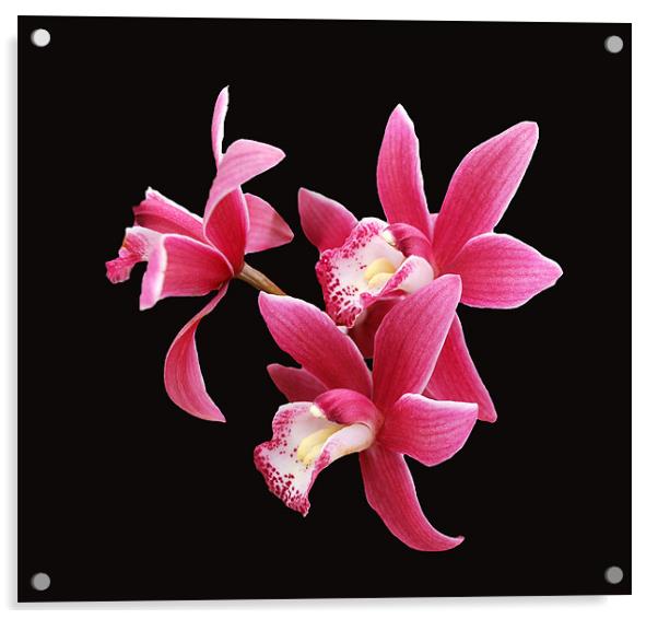 Pink Orchid on Black Acrylic by Karen Martin