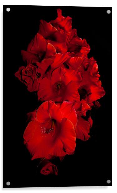 Red Gladioli Acrylic by Karen Martin