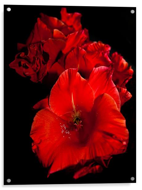 Red Gladioli on Black Acrylic by Karen Martin