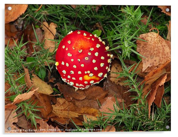 FUNGI Acrylic by Ray Bacon LRPS CPAGB