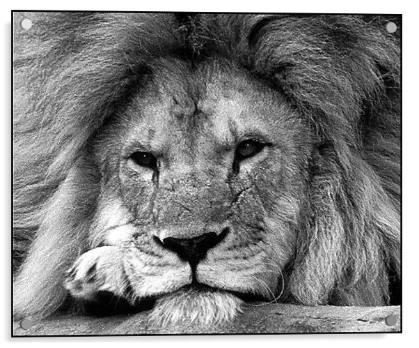 Male Lion Acrylic by Ray Bacon LRPS CPAGB