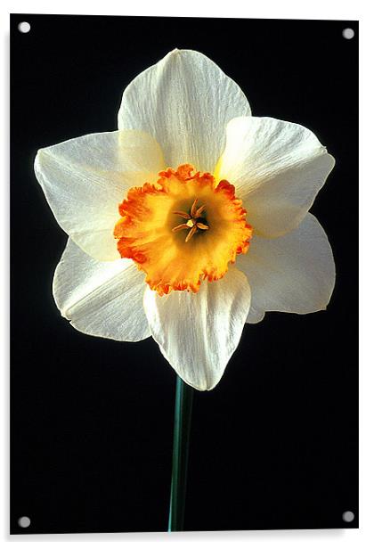 NARCISSI Acrylic by Ray Bacon LRPS CPAGB