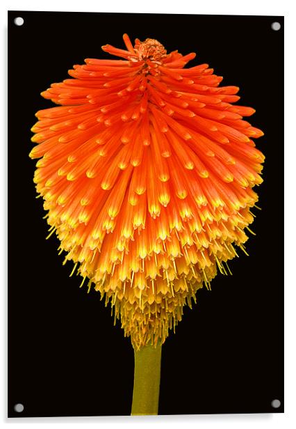 RED HOT POKER (Kniphofia) Acrylic by Ray Bacon LRPS CPAGB