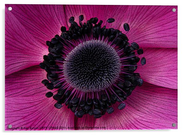 ANEMONE Acrylic by Ray Bacon LRPS CPAGB