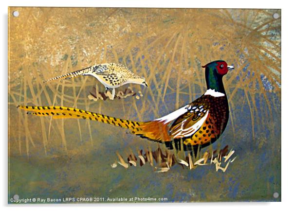PHEASANTS  ON THE LAKE Acrylic by Ray Bacon LRPS CPAGB