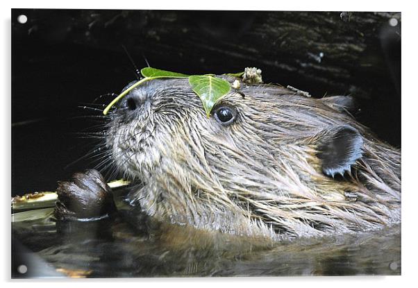 Beaver With Leaf Hat Acrylic by Gary Beeler