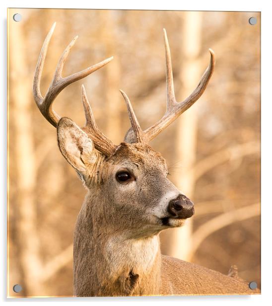 Whitetail Buck Deer Acrylic by Gary Beeler