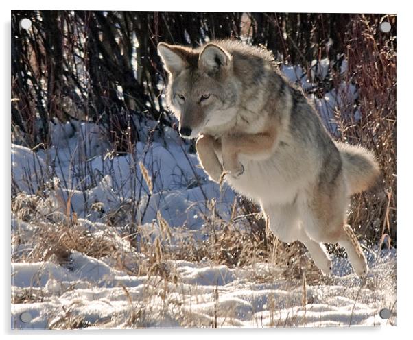 coyote Jumping Acrylic by Gary Beeler