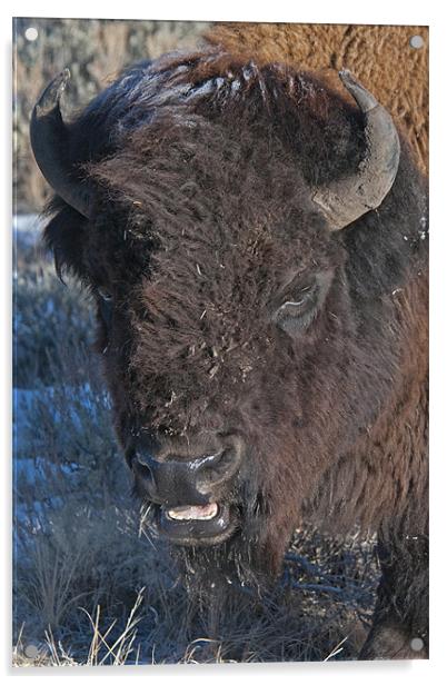Bison Acrylic by Gary Beeler