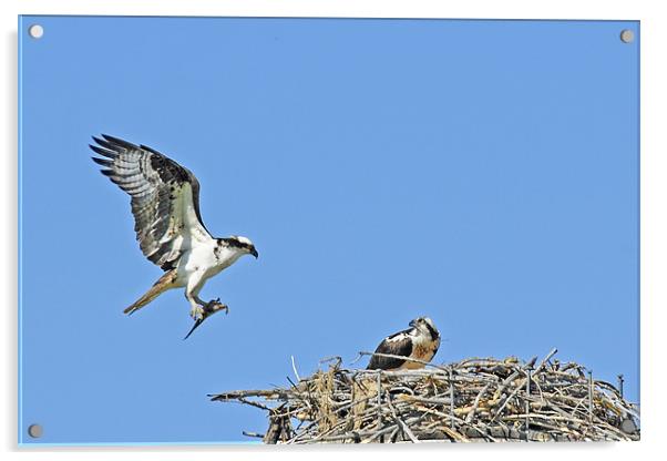 Osprey Bringing Fish To Nest Acrylic by Gary Beeler